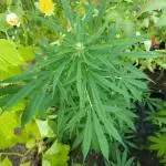 Bonnie - Auto Black Opium 1 [G5]