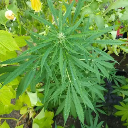 Bonnie - Auto Black Opium 1 [G5]