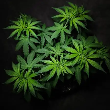 Super Lemon Haze [G5]