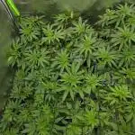 Super Lemon Haze [G5]
