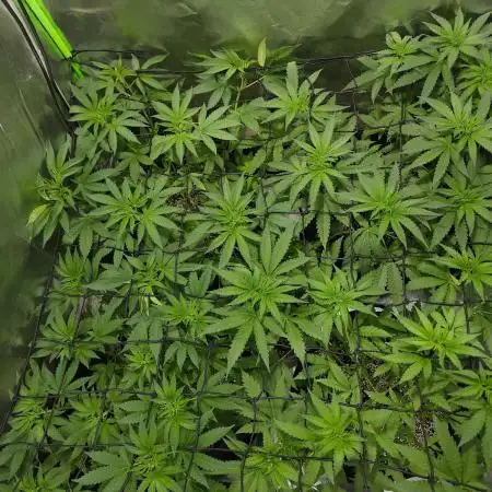 Super Lemon Haze [G5]