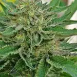 Bo - Auto Black Opium 2 [G5]