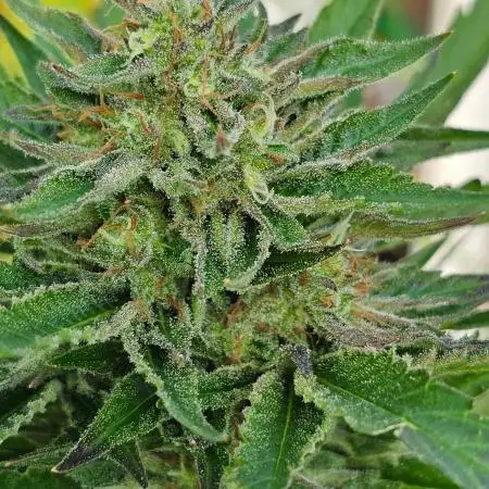 Bo - Auto Black Opium 2 [G5]