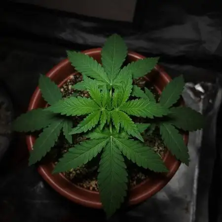 Super Lemon Haze [G5]