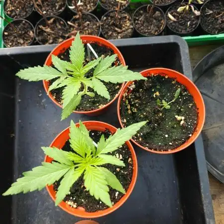 Hash Plant Regular [G5]