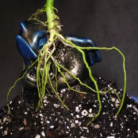 Bonsai Project Take II [G5]