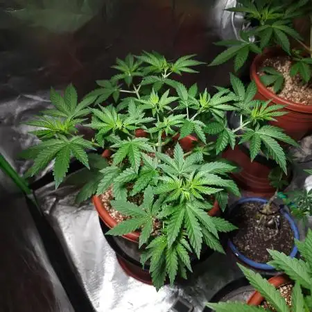 Super Lemon Haze [G5]
