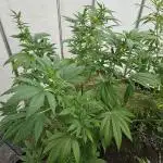 UK Greenhouse Experiment [G5]