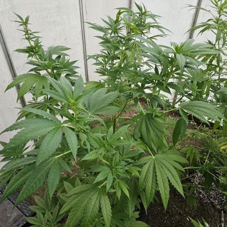 UK Greenhouse Experiment [G5]