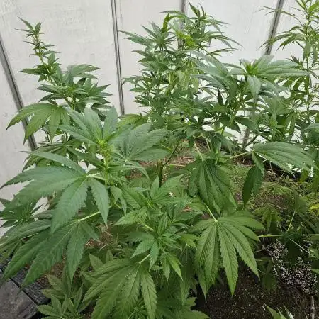 UK Greenhouse Experiment [G5]