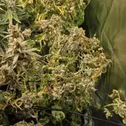 Zarola - Super Lemon Haze [G6]