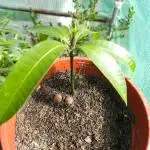 Store Bought Mango Seed