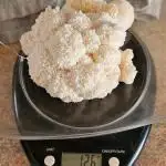 My First Mushroom Fruiting - Lions Mane