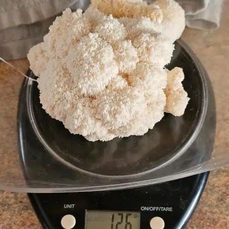 My First Mushroom Fruiting - Lions Mane