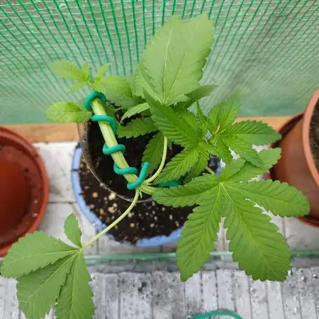 Bonsai Project Take II [G5]