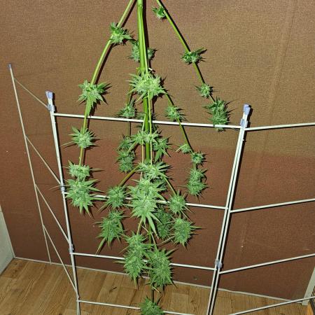 Bonnie - Auto Black Opium 1 [G5]