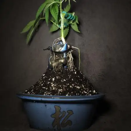 Bonsai Project Take II [G5]