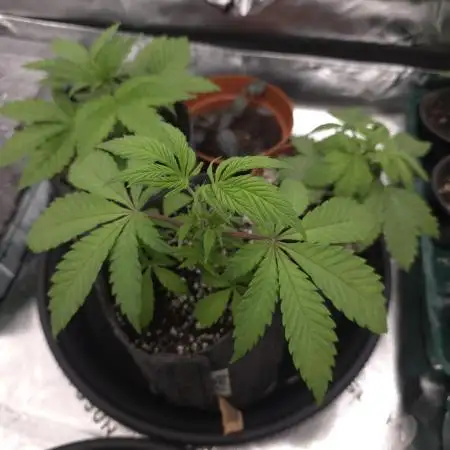 Super Lemon Haze