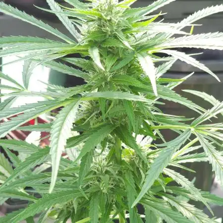 Bonnie - Auto Black Opium 1 [G5]