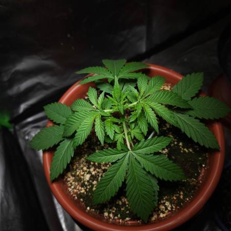 Super Lemon Haze [G5]