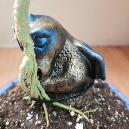 Bonsai Project Take II [G5]