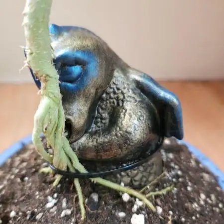 Bonsai Project Take II [G5]