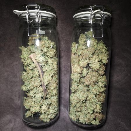 Milly - Milky Way F1 by Royal Queen Seeds [G4]