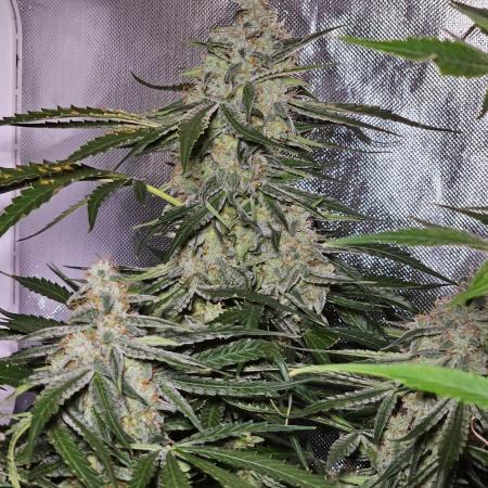 Tonya & Tanya - Titan F1 by Royal Queen Seeds [G4]