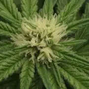 Lady Lazarus - Dead Fred [G6]