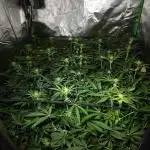 My First ScroG [G5]