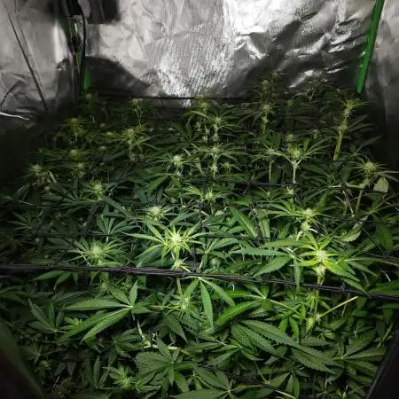 My First ScroG [G5]