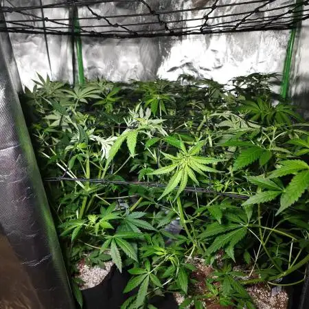 Super Lemon Haze [G5]