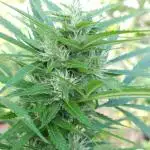 Bo - Auto Black Opium 2 [G5]