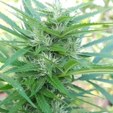Bo - Auto Black Opium 2 [G5]