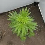 A gift from Michigan - Gubblebum Autofem