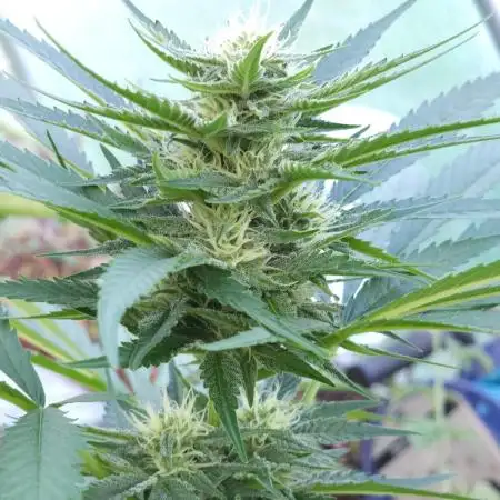Bo - Auto Black Opium 2 [G5]