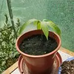 Store Bought Mango Seed