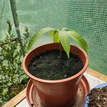 Store Bought Mango Seed