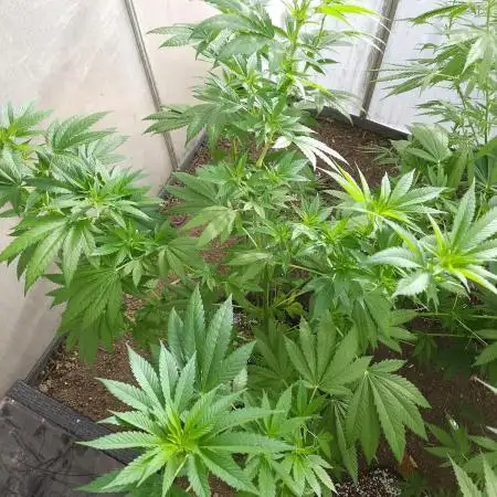 UK Greenhouse Experiment [G5]