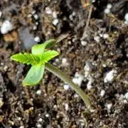 (GDP) Granddaddy Purple Autoflower Grow