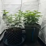 G13 Haze  2x DWC vs Soil
