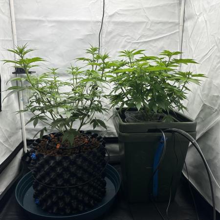 G13 Haze  2x DWC vs Soil