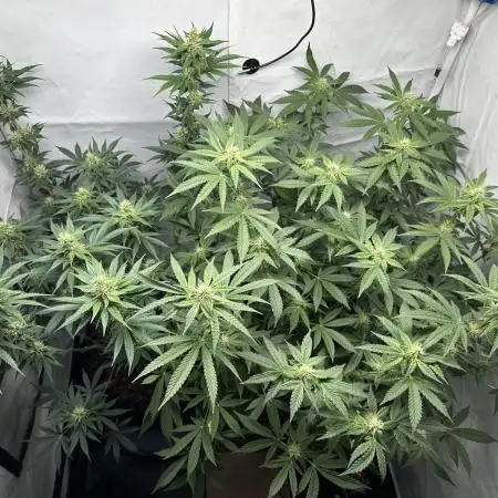 G13 Haze  2x DWC vs Soil