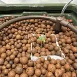 Custom seed 2x DWC vs Soil