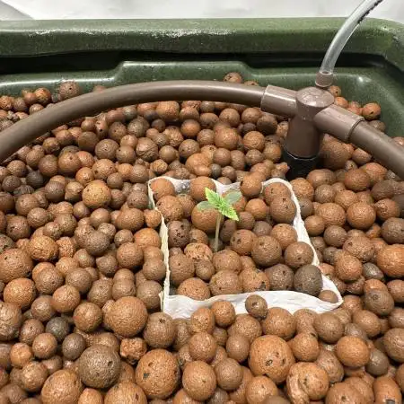 Custom seed 2x DWC vs Soil