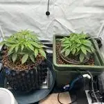 G13 Haze  2x DWC vs Soil