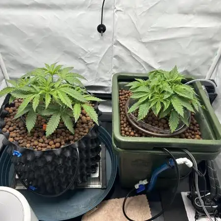 G13 Haze  2x DWC vs Soil