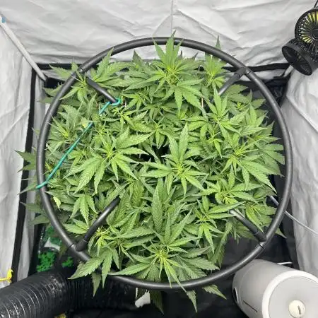 Guava Auto DWC