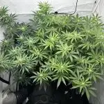 G13 Haze  2x DWC vs Soil