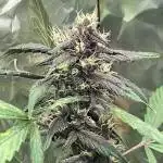 Auto LSD 25